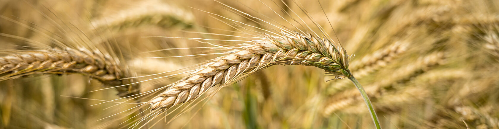Crop growing